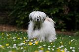 CHIEN NU CHINOIS 185